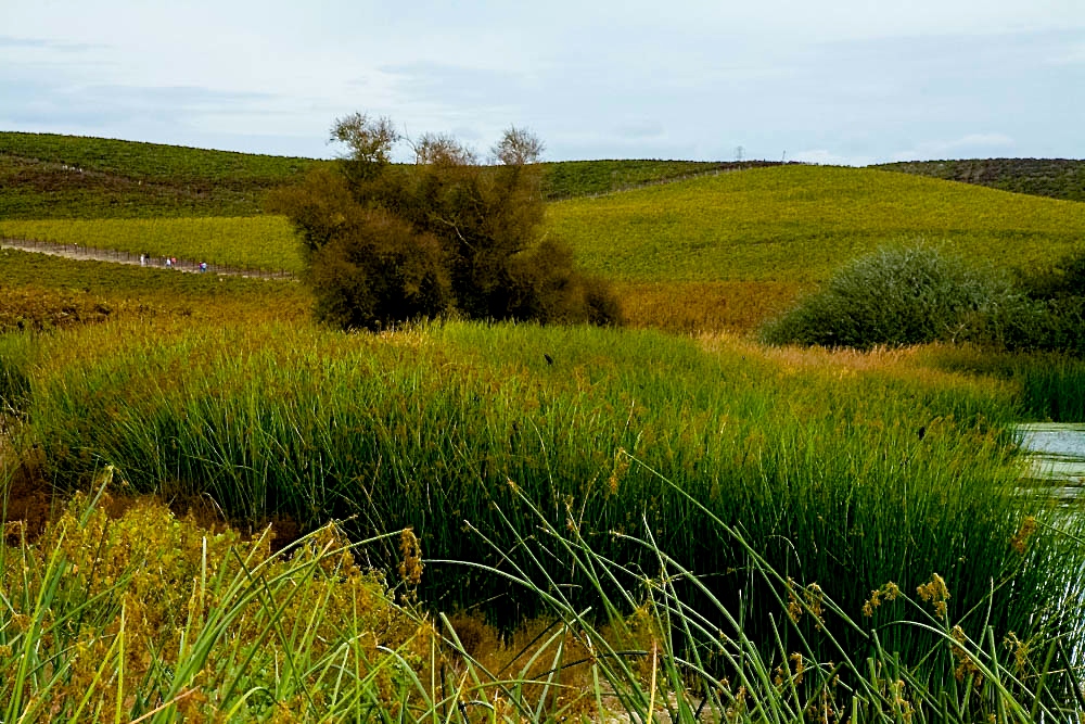 Donum Estate Vineyard